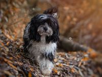 Deckrüde Bolonka Zwetna Hansi