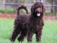 Wir sind Nelly und Emma und wurden am 03.07.2022