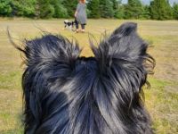Hundeschule Rockingdogs