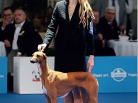 Unser außergewöhnlich schöner und seltener Azawakh-Wurf