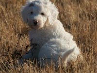 Hallo, wir sind Lucky und Marvin und wurden am 11.07