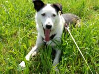 Felipe, Filipe vermitteln wir nicht in Etagenwohnungen.