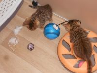 Unsere Kerry hat von unserem Kater Tysen vier ganz