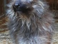 Speriat vermitteln wir nicht in Etagenwohnungen, weil