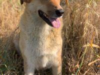 Beba - hofft noch immer auf ein Zuhause voller Liebe🏡❤️