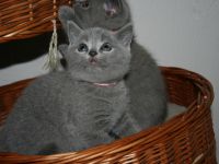 Zuckersüße BKH & Selkirk Rex Bärchen aus der Klosterstadt