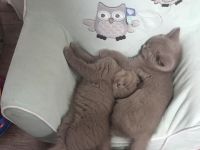 Zuckersüße BKH Bärchen aus der Klosterstadt , wir erwarten Dezember 2025 Kitten