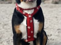 Falco Amadeus from Swiss Star