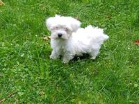 Wir haben aus unserer privaten Hobby Zucht 4 super