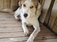 BALU, männlich, noch in Griechenland