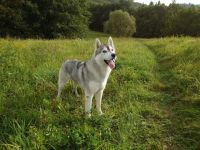 Bond Arctic Snow Star