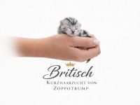 BkH Kitten, Stammbaum,geimpft,gechippt Gesundheitszeugnis