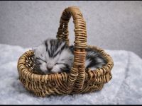 BkH Wiskaskatzen, Stammbaum,Gesundheitszeugnis