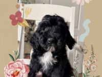 Lustige Strolche mit viel Fell ums Herz und Flausen im