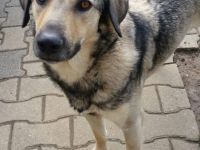 Bitte keine tel. Anfragen, ich kenne keinen der Hunde.