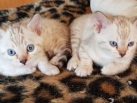 Geboren am 10.08.2021 Es sind 3 Weibchen. 1 Männchen in