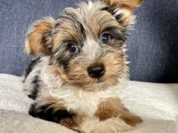 ein Wurf wird erwartet:-) Diese Rasse haart nicht und