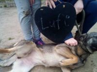 Lufi, Unsere Mutter Nyunyu hat man hochträchtig in der