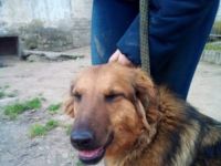 Pogacsa, Unsere Mutter Nyunyu hat man hochträchtig in