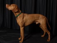 Hugo von der Dresdner Heide