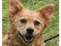 Hier ist Link, ein kleiner süßer, lockiger Fratz, der