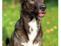 Balou, Schweren Herzens werde ich freigegeben – frei