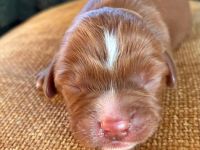 Cavapoo aus liebevoller  Hausaufzucht!!