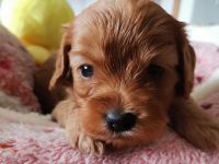Cavapoo aus liebevoller  Hausaufzucht!!