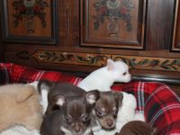 Chihuahua Reinrassig klein bleibend geimpft entwurmt