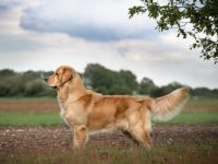 Pharao Tales of Mystery