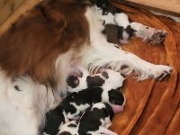 Wurfplanung für 2024 Die Zuchtstätte von der Villa