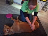 mobile Tierphysiotherapie Silke Butzlaff