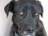 Apollo 3, Apollo (Schulterhöhe ca. 52 cm) und Zeus