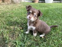 Chihuahuakuschelnest