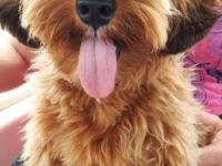 Wir planen/haben von Zeit zu Zeit Habapoo-Welpen 