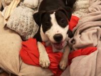 *Leyla *OEB - Mischling *Weiblich, nicht kastriert 