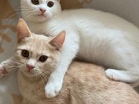 Hey, wir haben liebevolle Kitten abzugeben. Es sind 4