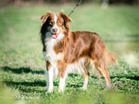 Deckrüde Mini Australien Shepherd La-Sincera Theo