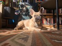 Sanja von der Schwarzperle