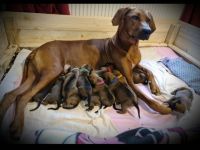 Ridgeback vom Horkenberg