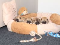 Wurfankündigung -  Januar 26 - Reinrassige Shiba - Inu Welpen! Langjährige Shiba-Liebe!