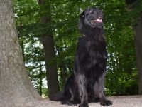 Chico von der Metelener Heide