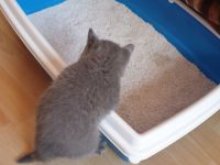 Unsere Reinrassige BKH Katzen hat 5 kitten zur Welt