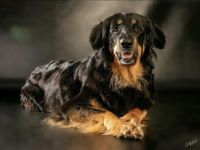 Aus dieser Traumverpaarung sind noch 2 Rüden in