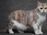 Britisch Kurzhhaar Katzen vom Abrahamschacht