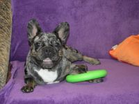 Sehr Lieberwolle Familienfreundliche niedliche Rüde