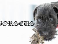 Borseus