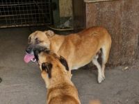 Azur-Schäferhund Mix- Rüde, Deutscher Schäferhund, geb. 06/2021, ca 60cm