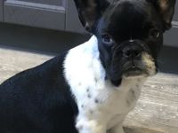 Mädchen schwarz weiß mit Punkten, sehr hübsch, sehr