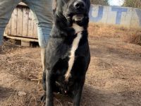 Bator- aktive, lauffreudige Wasserratte